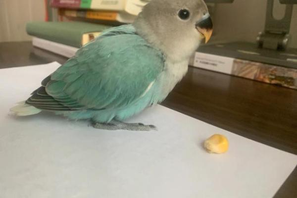 膀大腰圆是什么生肖动物(膀大腰圆出自哪里) 膀大腰圆是什么生肖动物(膀大腰圆出自哪里)