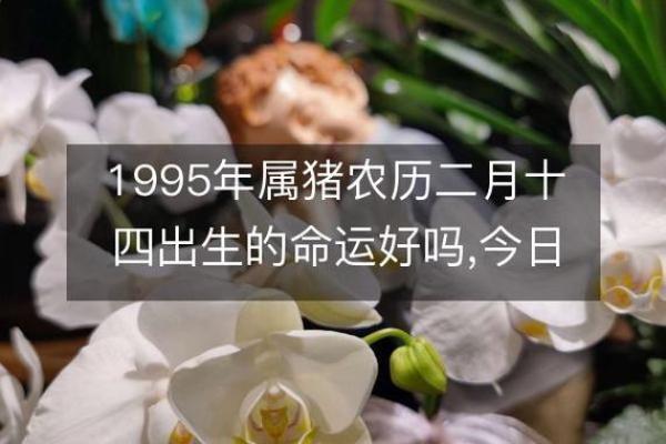 1995属猪男的命运与婚姻 1995属猪男的命运与婚姻农历12月 1995属猪男的命运与婚姻 1995属猪男的命运与婚姻农历12月