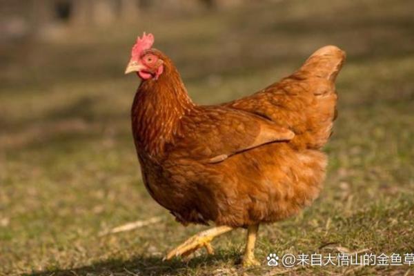 69年属鸡52岁三大坎坷_69年属鸡52岁三大坎坷是什么