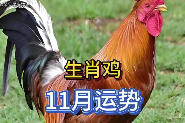 81年属鸡人在2024年的全年运势 81年属鸡人在2024年的全年运势五月初七