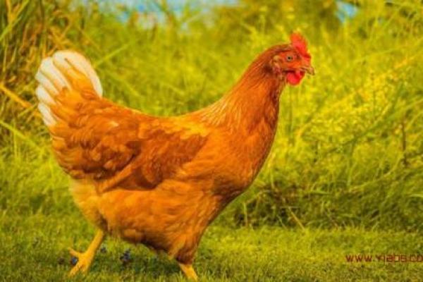 2026年属鸡人的全年运势_2026年属鸡人的全年运势及运程