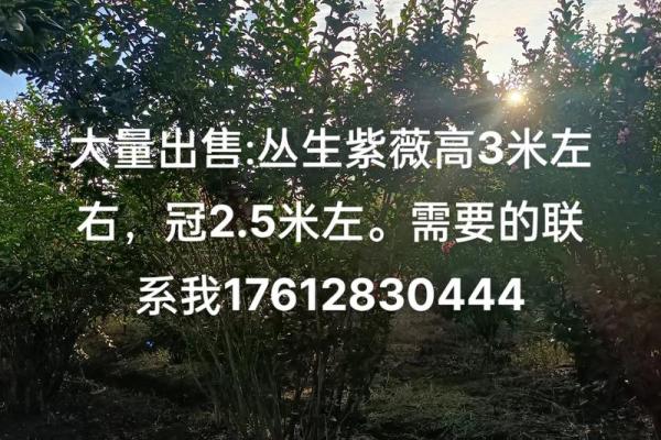 丛生紫薇价格_丛生紫薇规格怎么定