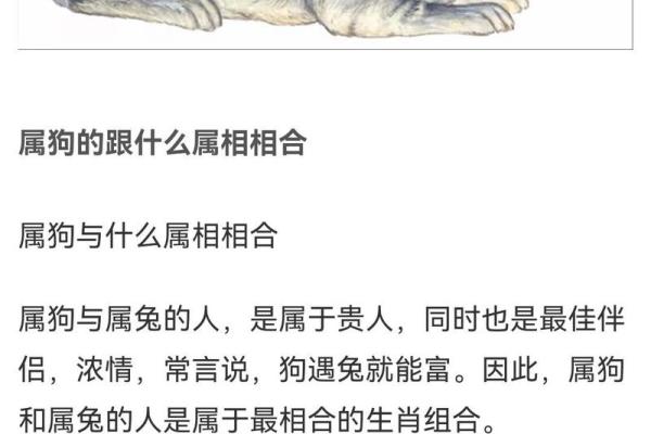 1994年属狗的最佳配偶_1993年属鸡的最佳配偶