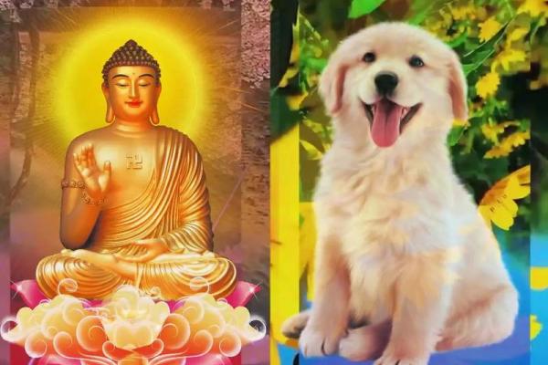 82年属狗人2025年全年运势_82年属狗人2025年全年运势及运程详解属狗国学梦