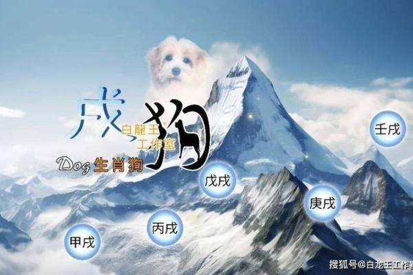 2025年1982年属狗男运势 1982年属狗2025年运势及运程