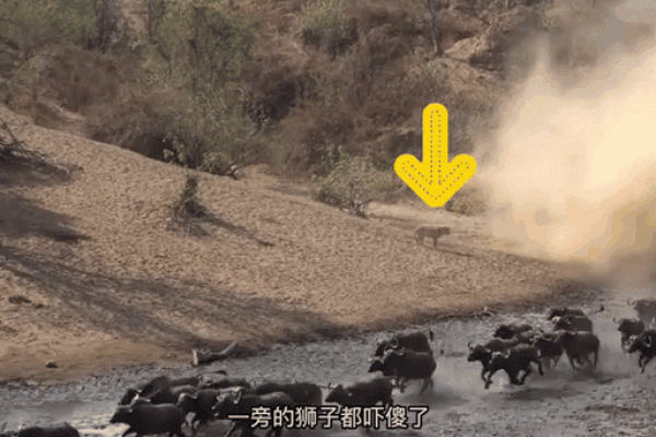 偷鸡摸狗打一个生肖(偷鸡摸狗打一个生肖动物) 偷鸡摸狗打一个生肖(偷鸡摸狗打一个生肖动物)