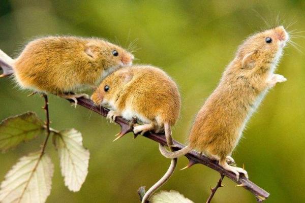 火烧眉毛是什么生肖(火烧眉毛是什么生肖啊) 火烧眉毛是什么生肖(火烧眉毛是什么生肖啊)