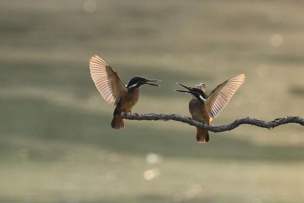 风和日丽是什么生肖(风和日丽是什么生肖动物) 风和日丽是什么生肖(风和日丽是什么生肖动物)