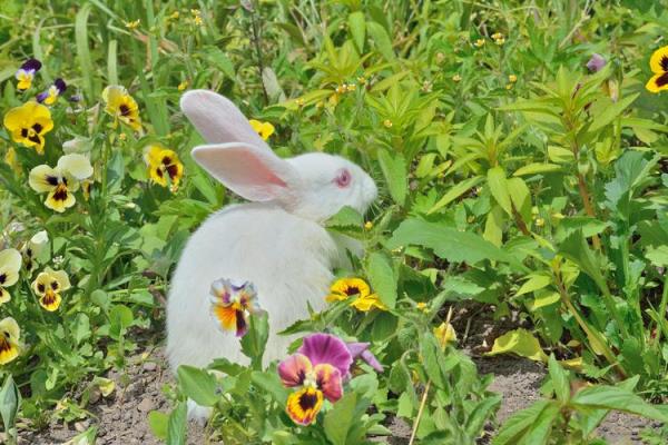 风和日丽是什么生肖(风和日丽是什么生肖动物) 风和日丽是什么生肖(风和日丽是什么生肖动物)