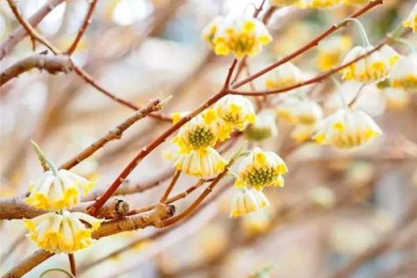 并蒂芙蓉是什么生肖(并蒂芙蓉的意思和造句) 并蒂芙蓉是什么生肖(并蒂芙蓉的意思和造句)
