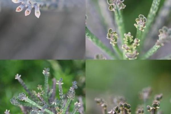 落地生根是什么生肖打一肖(落地生根打一动物生肖)