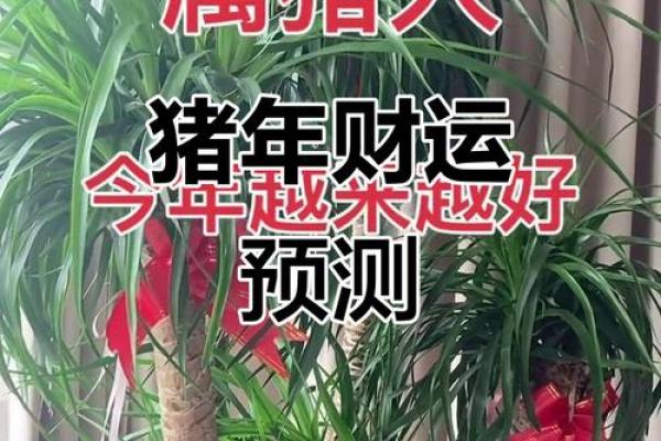 猪年2025年运势及运程 2025猪年运势详解运程预测与开运指南 猪年2025年运势及运程 2025猪年运势详解运程预测与开运指南