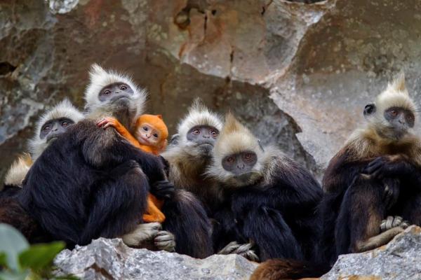 栉风沐雨是什么生肖(栉风沐雨是什么生肖动物)
