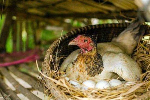 女子属羊守空房从何而来_女子属羊守空房的由来与历史渊源解析 女子属羊守空房从何而来_女子属羊守空房的由来与历史渊源解析