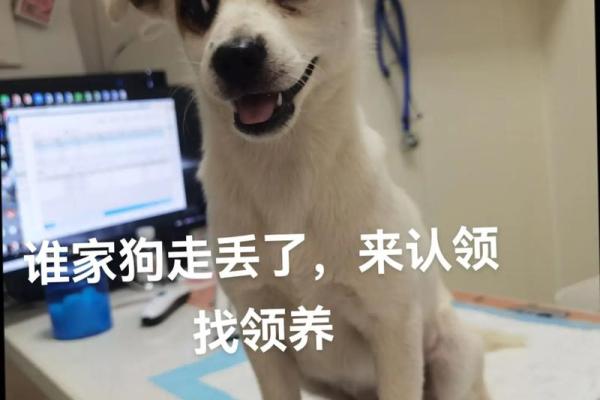 梦见被狗咬屁股