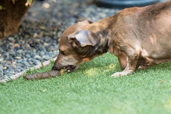 梦见打死狗 梦见打死狗