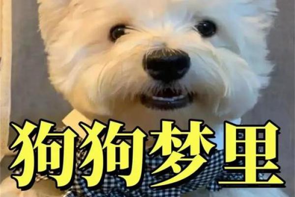 女人梦见狗 女人梦见狗