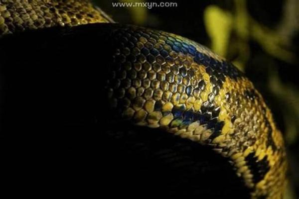 梦见有蛇进屋必出贵人