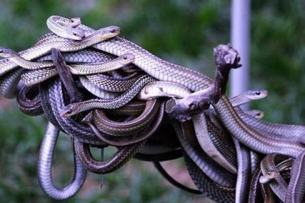 梦到好多蛇是什么征兆 男性