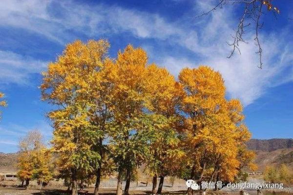 因地制宜什么生肖 因地制宜什么生肖