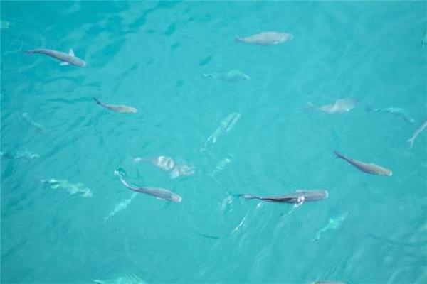 女人梦到鱼下崽什么预兆 女人梦到鱼下崽什么预兆