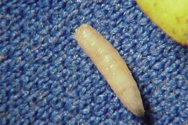 女人梦到鱼下崽什么预兆 女人梦到鱼下崽什么预兆