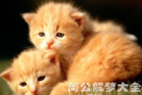 梦见小猫是什么预兆 女性 梦见小猫是什么预兆 女性