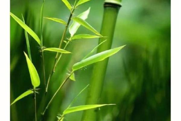 竹子生来节节高是什么生肖打一肖(竹子有节节高升的寓意吗)