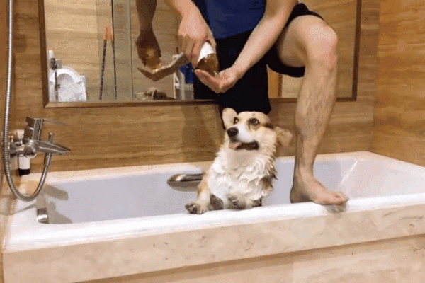梦见给狗洗澡 梦见给狗洗澡