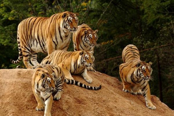 兵败如山倒是什么生肖(兵败如山倒的出处) 兵败如山倒是什么生肖(兵败如山倒的出处)