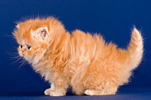 梦见被猫咬是什么意思 周公解梦