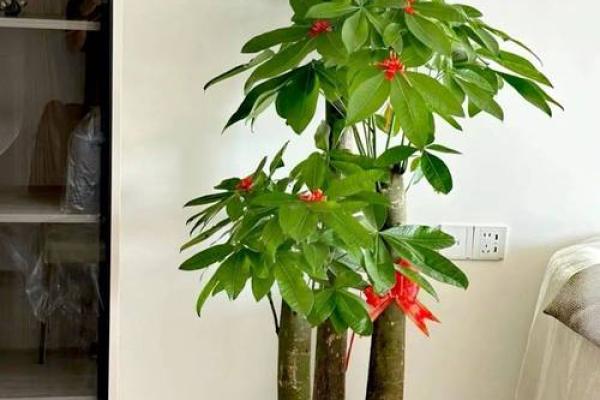 生肖属兔求财财神放哪个方向 养什么植物最旺财 生肖属兔求财财神放哪个方向 养什么植物最旺财