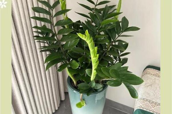 生肖属兔求财财神放哪个方向 养什么植物最旺财 生肖属兔求财财神放哪个方向 养什么植物最旺财