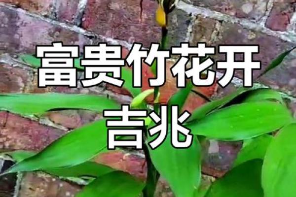 风水竹子开花意味着有灾祸发生吗