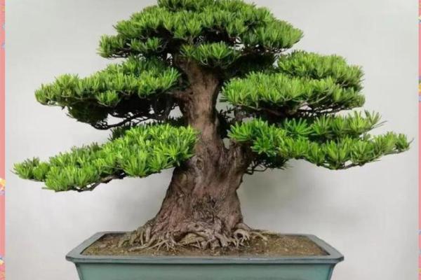 风水上松柏放在阳台和院子可镇宅旺财 风水上松柏放在阳台和院子可镇宅旺财