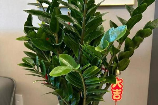 风水上松柏放在阳台和院子可镇宅旺财 风水上松柏放在阳台和院子可镇宅旺财