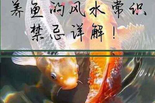 家里养鱼也是有一些风水禁忌的