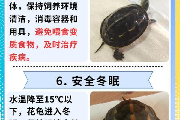 养多少只龟 养龟风水 养几只龟好 养多少只龟 养龟风水 养几只龟好