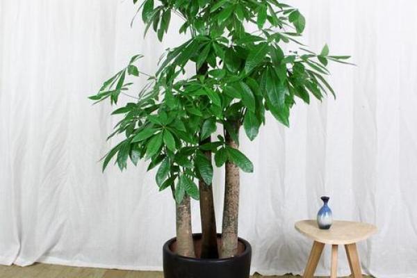 风水旺财_客厅旺财植物有哪些呢 风水旺财_客厅旺财植物有哪些呢