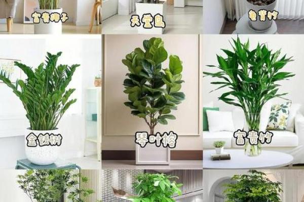 室内盆栽植物的介绍和风水作用