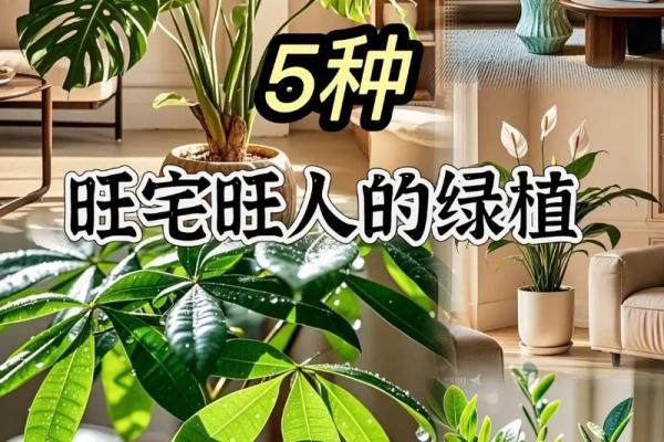 室内盆栽植物的介绍和风水作用
