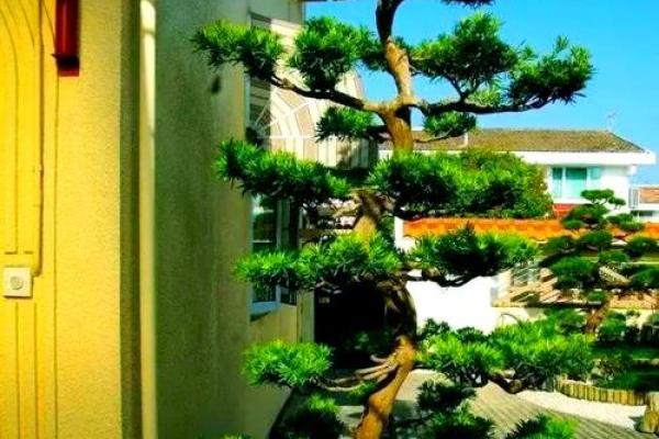 房子墙边长树风水好吗