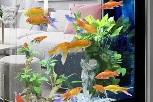 家中养鱼6大风水禁忌客厅鱼缸怎么摆放旺财示意图