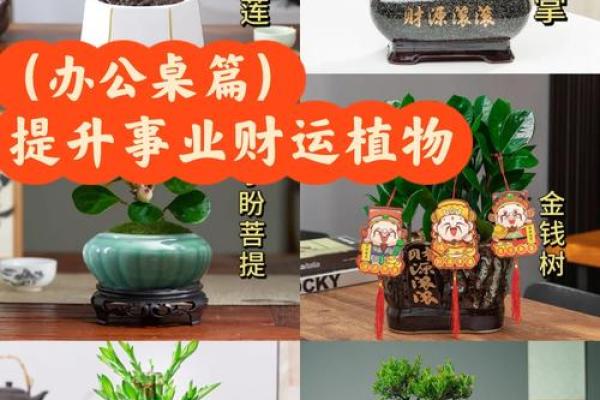 公司摆放风水禁忌 摆放什么植物可以招财