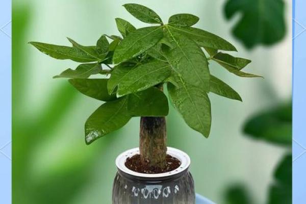 公司摆放风水禁忌 摆放什么植物可以招财