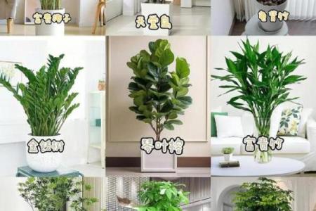 室内盆栽植物的介绍和风水作用