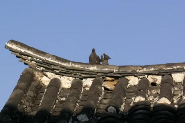 猫山下的房子风水