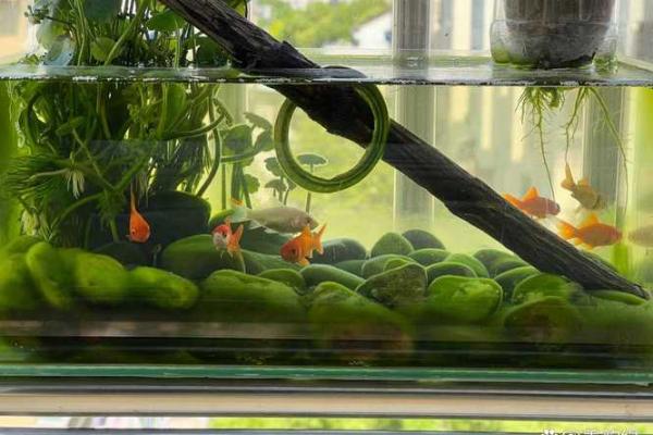 家里养鱼也有风水讲究这么一说 家里养鱼也有风水讲究这么一说