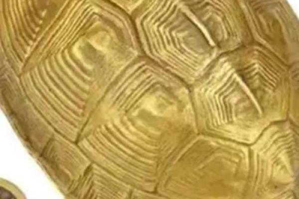 什么龟壳算命比较好