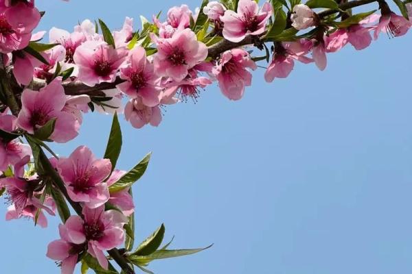 重视恋爱风水,让你桃花朵朵开 重视恋爱风水,让你桃花朵朵开